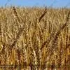 семена пшеницы в Туле