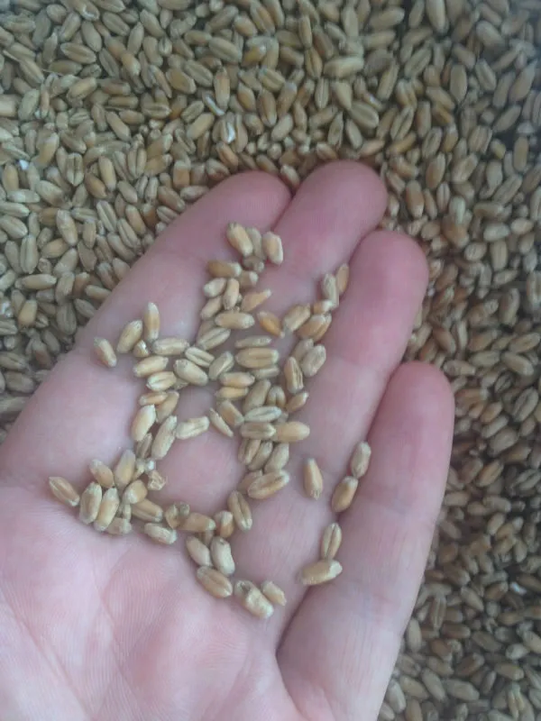 фотография продукта Закупаем пшеницу на постоянной основе