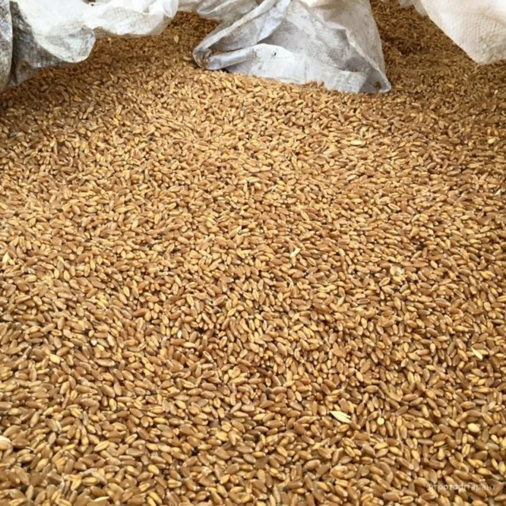 фуражное зерно (от 20 тонн) в Москве