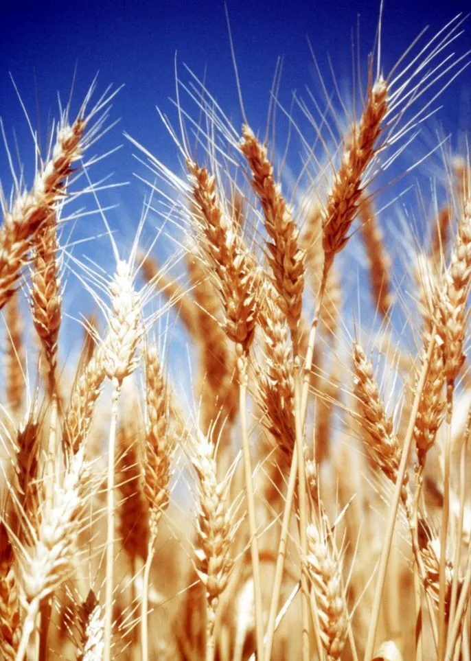 фотография продукта Wheat, barley, corn 