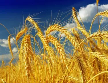 пшеница оптом в Москве