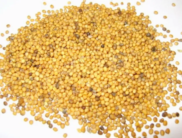  семена горчицы желтой от 20 тонн.  в Москве