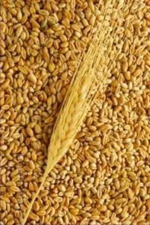 sell wheat, corn, barley ...... в Москве