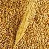 sell wheat, corn, barley ...... в Москве