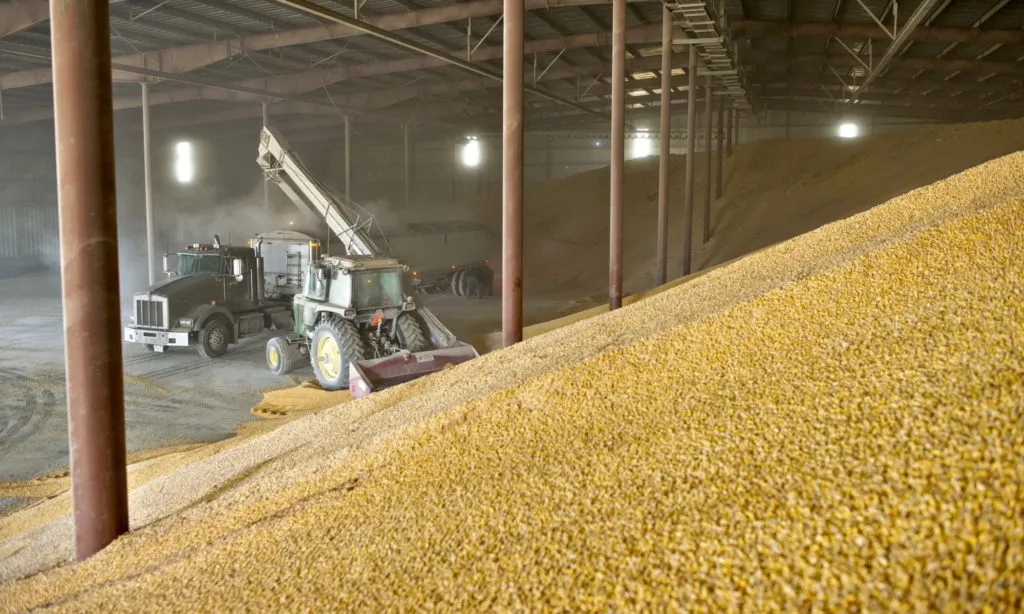 пшеница фуражная 1500 тонн в Брянске