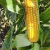 кукуруза в початках,объем 1,5 миллион шт в Воронеже