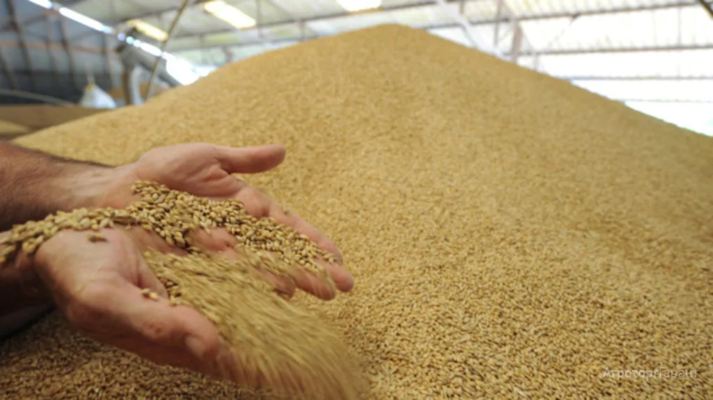 закупаем пшеницу , белок от 10,5% и выше в Алексине