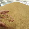 закупаем пшеницу , белок от 10,5% и выше в Алексине