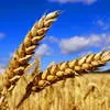 элеватор закупает пшеницу 3-4-5 кл. в Москве