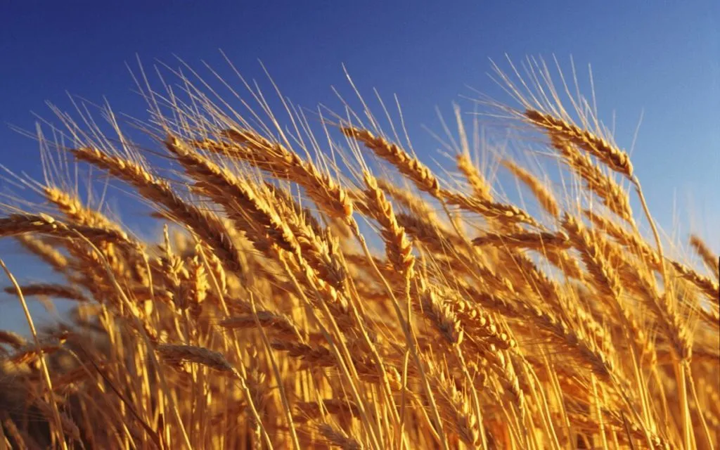 закупаем пшеницу фураж 5 кл.от100-...тн в Москве 2