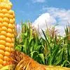 купим кукурузу продовольственную  в Москве