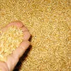 пшеница фуражная в Реутове