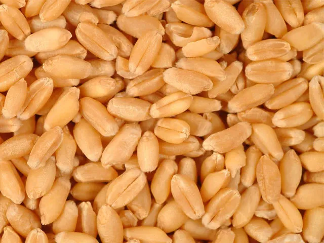фотография продукта Закупаем пшеницу 3 класса, 12000 тн