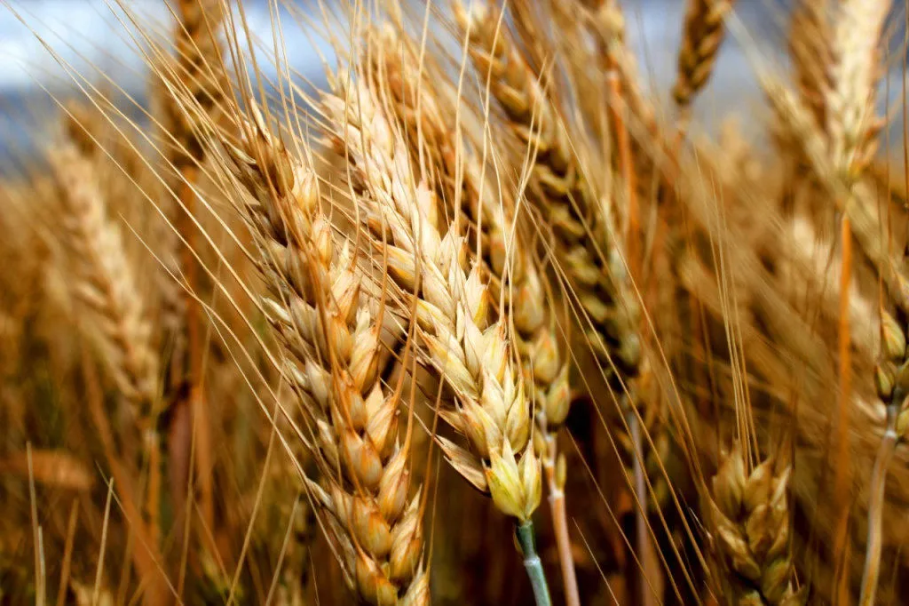 фотография продукта Семена пшеницы озимой (мягкая)
