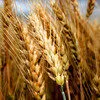 семена пшеницы озимой (мягкая) в Москве