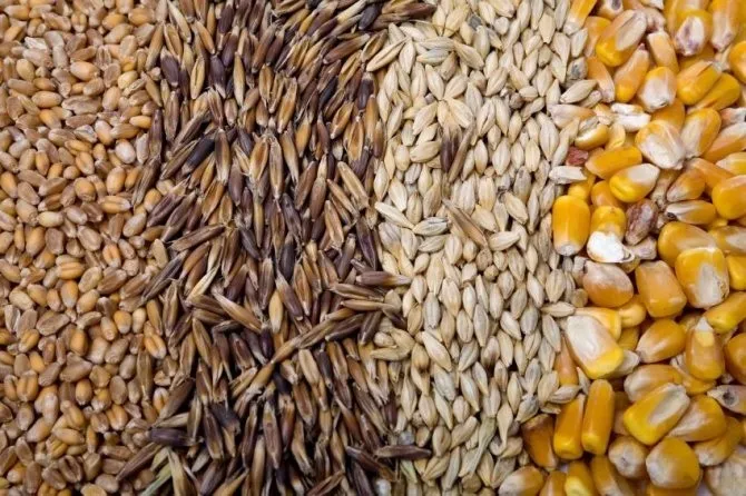 фотография продукта Пшеница, овес, ячмень, кукуруза, горох.