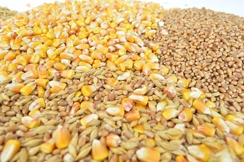 фотография продукта Кукуруза, пшеница, овес, ячмень
