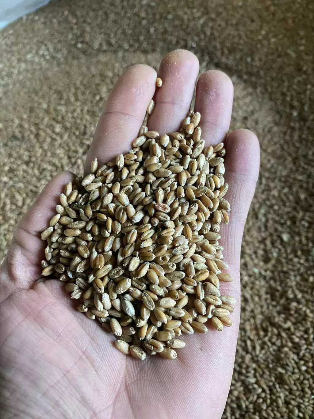 фотография продукта продаем зерно и семена