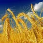 пшеница оптом в Москве