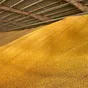 кукуруза на экспорт  в Москве