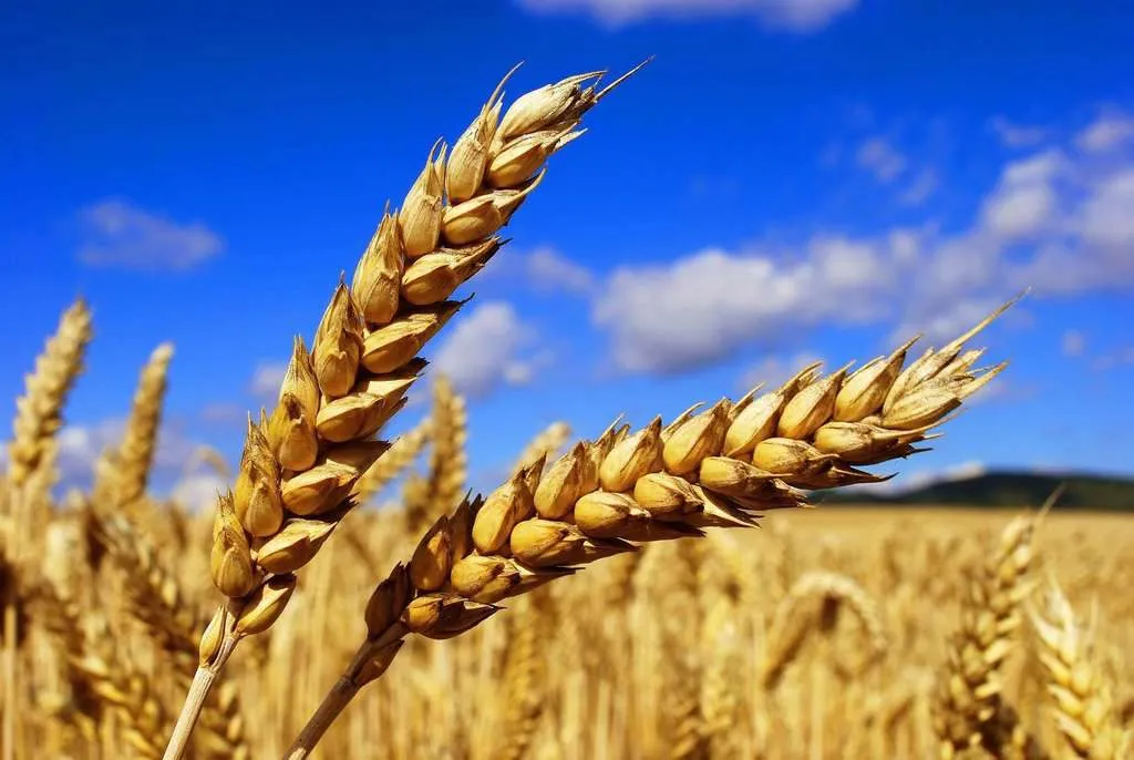 фотография продукта Продается 1000 тонн пшеницы 5 кл с НДС.